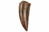 Serrated, Raptor Tooth - Real Dinosaur Tooth #228804-1